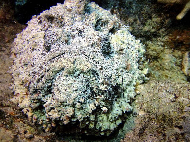 Poisson pierre - Synanceia verrucosa_02.jpg